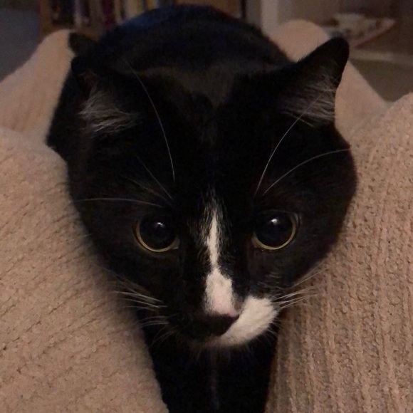 Meet your Posher, Yogashram 😺 - Picture 4 of 8